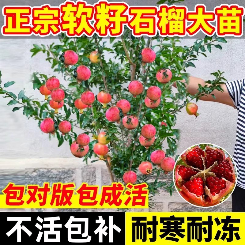 石榴树树苗矮化苗盆栽庭院小果树图片