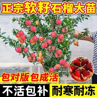 矮化石榴树盆栽突尼斯树苗带果无籽软子特大庭院室内老桩果树盆景