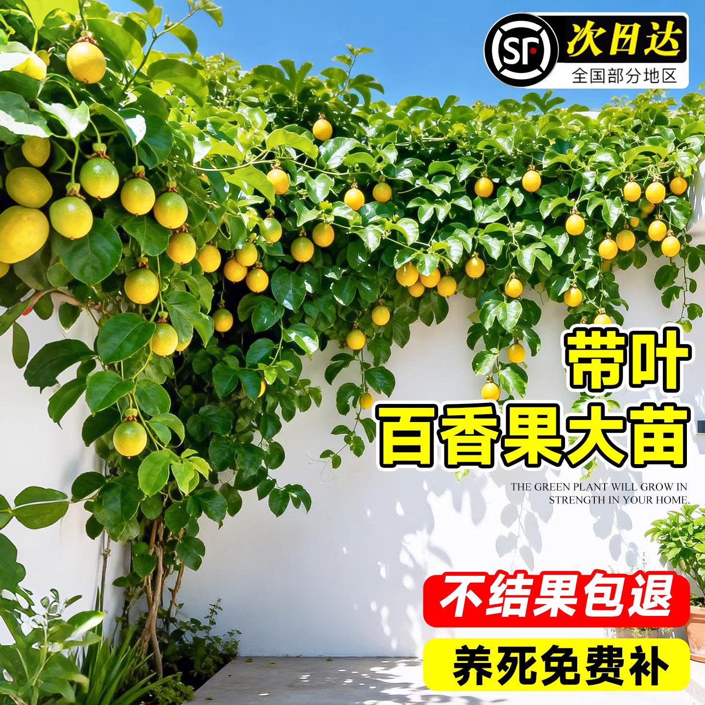 广西百香果树果苗黄金果9号爬藤图片