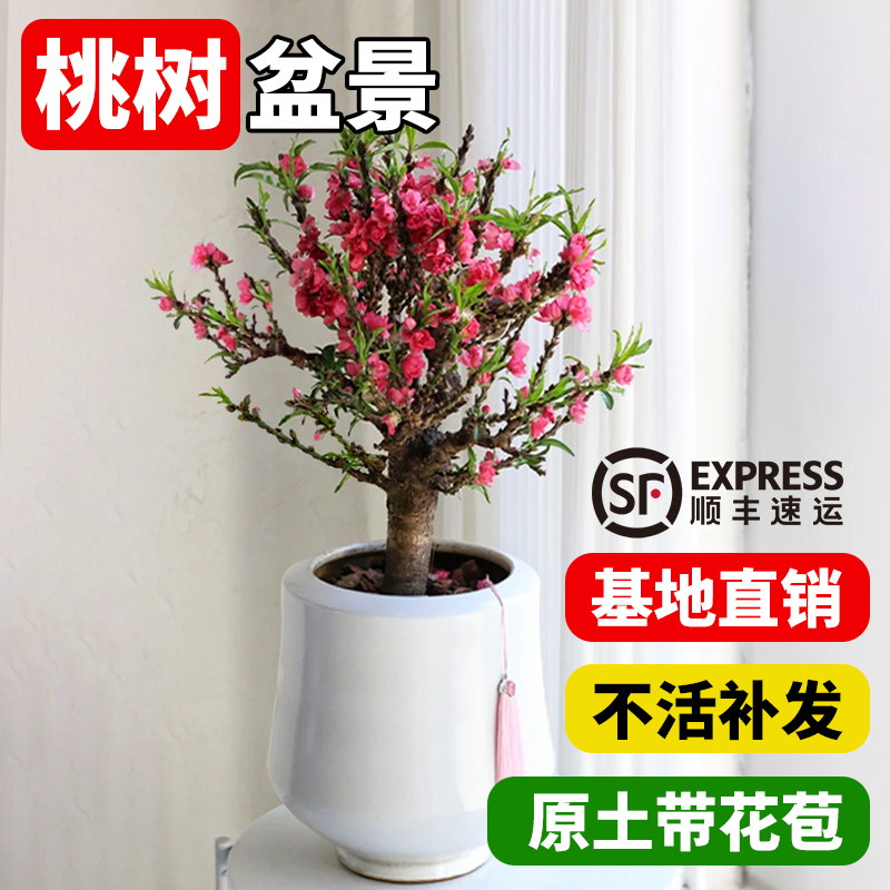 中华寿星桃观赏盆景地栽耐寒好养