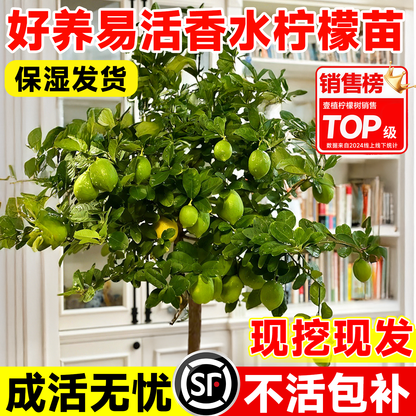 香水柠檬树树苗南北种植当年结果