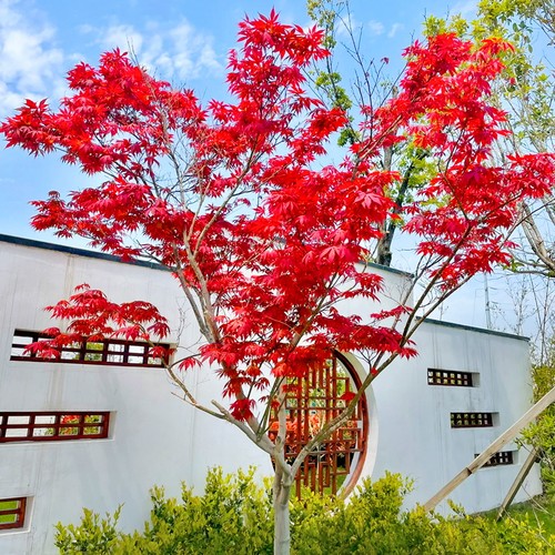 红枫树苗室内外种植四季绿植盆栽