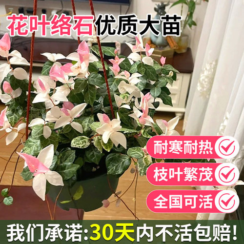 花叶络石盆栽室内观赏五彩吊兰垂吊绿植耐热