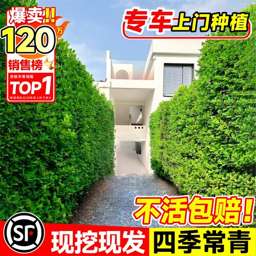 冬青苗庭院道路四季常青美观绿化