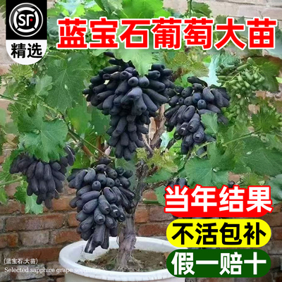 蓝宝石葡萄苗特大带土盆栽地栽苗