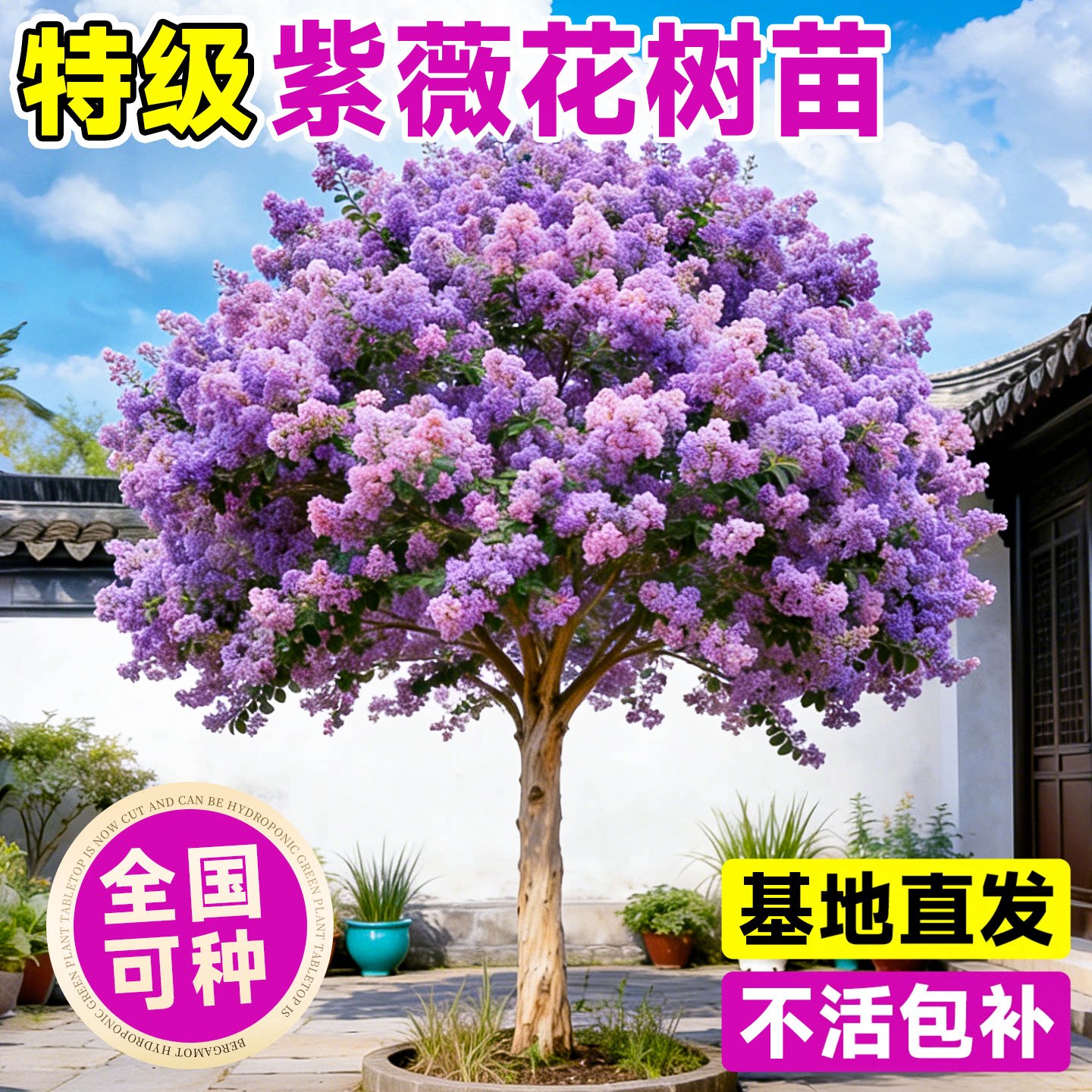 紫薇花树苗百日红庭院绿化大苗