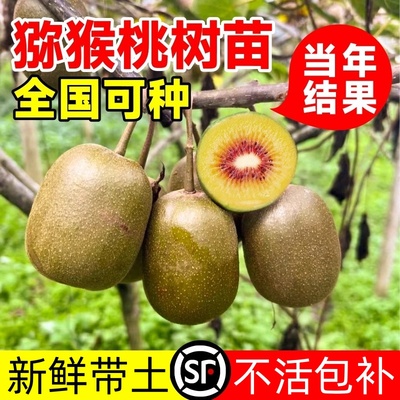 壹植当年结果猕猴桃树