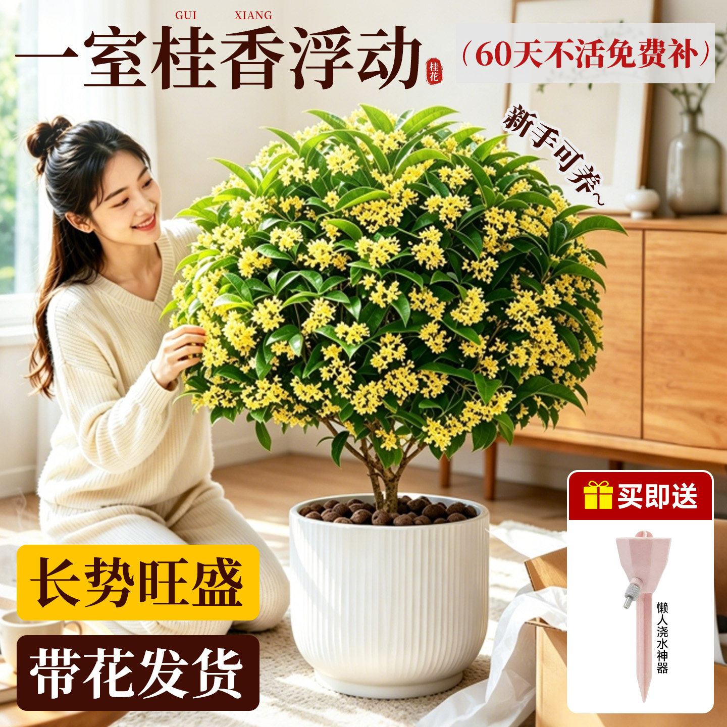 四季桂花树苗盆栽老桩花卉八月桂室内客厅绿植好养阳台浓香型植物