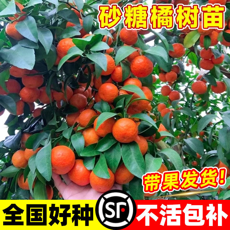 沙糖桔树苗正宗广西无籽砂糖橘子树果苗金秋果树四季种植盆栽带果