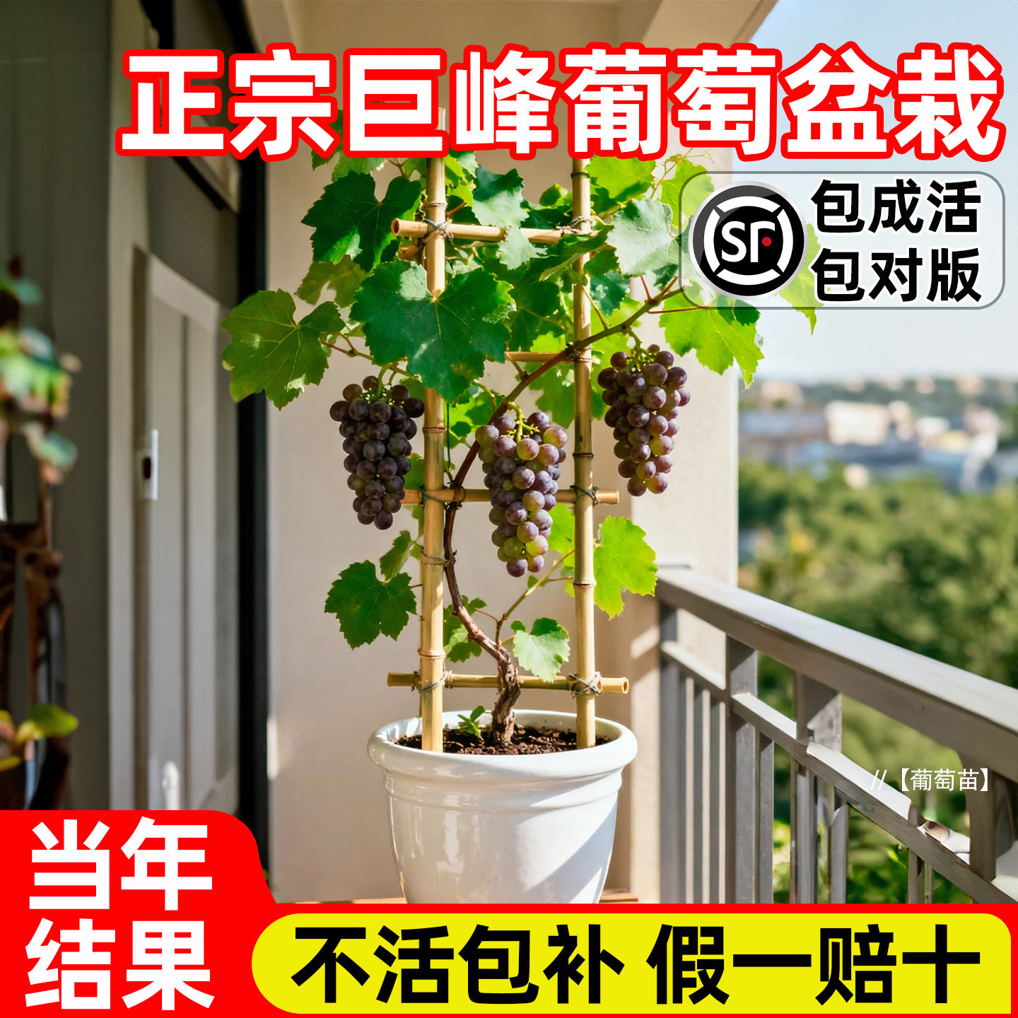正宗巨峰葡萄树苖带叶阳光玫瑰盆栽地栽爬藤南方北方种植基地现挖,鲜花速递/花卉仿真/绿植园艺,果树,淘宝优惠券,粉丝福利购,淘宝优惠卷