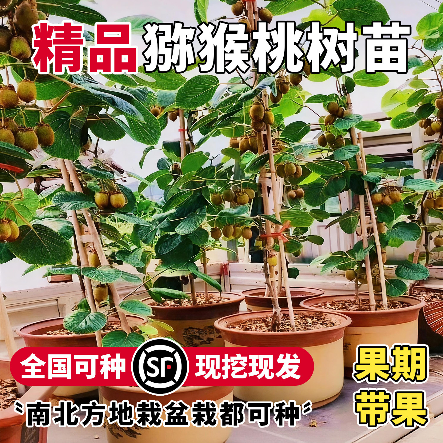 猕猴桃树果苗南北方种植当年结果图片