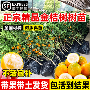 正宗广西金桔树树苗脆皮脆蜜盆栽地栽无籽带果南北方种植果树果苗