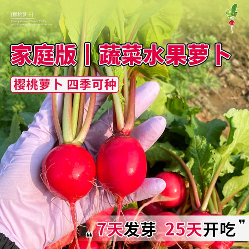樱桃萝卜种子当季高产