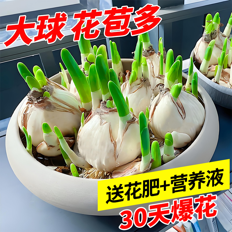 水仙花种球水养盆栽球根花卉