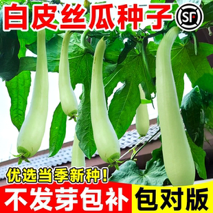 白丝瓜种子籽四季高产本地农家白皮苹果特长香丝瓜新品种籽子大全