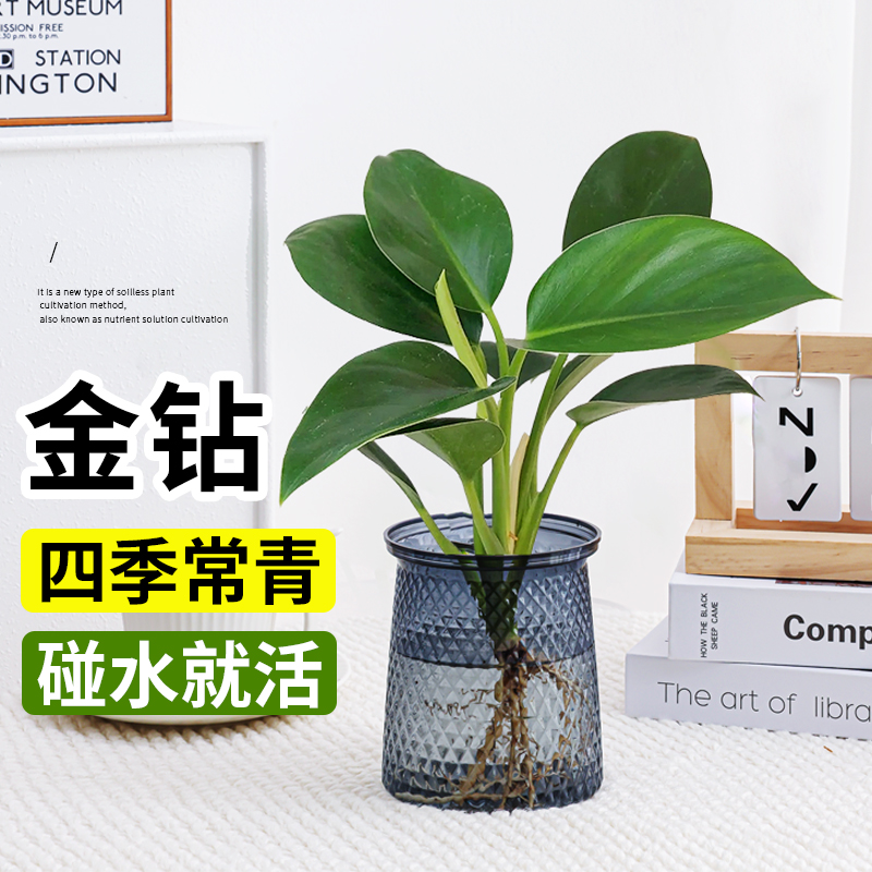 金钻水培大叶盆栽室内桌面四季植