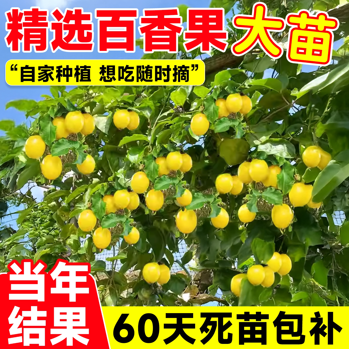 大苗纯甜黄金百香果苗树四季爬藤图片