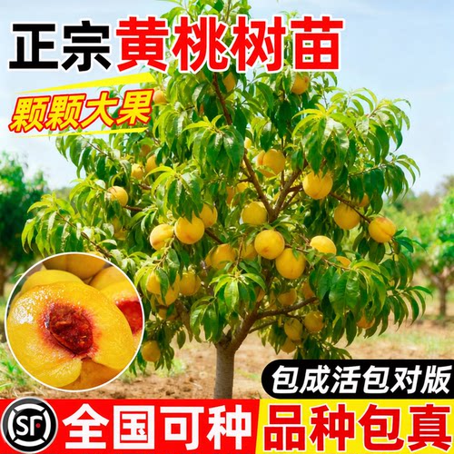 正宗黄桃树果苗四季带土品种包真