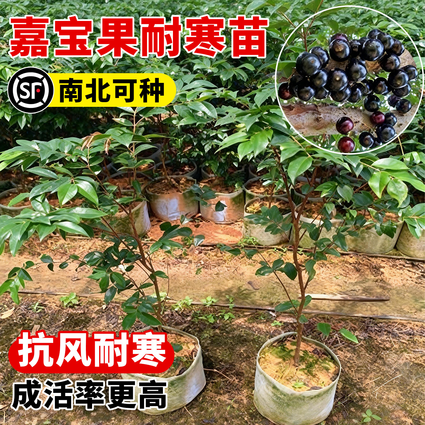 壹植当年结果嘉宝果苗树南北可种图片
