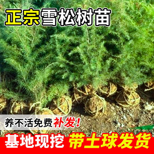 雪松树苗小苗土球好养松树庭院树