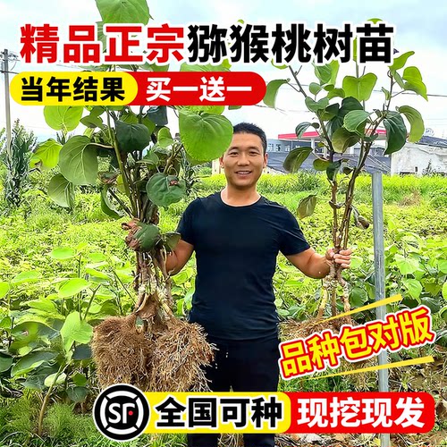 猕猴桃树果苗南北方种植当年结果