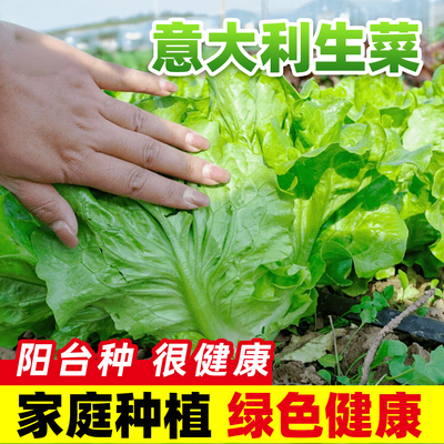 意大利生菜种子阳台可种随吃随摘