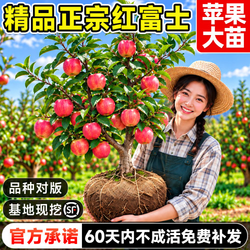红富士苹果苗嫁接当年结果