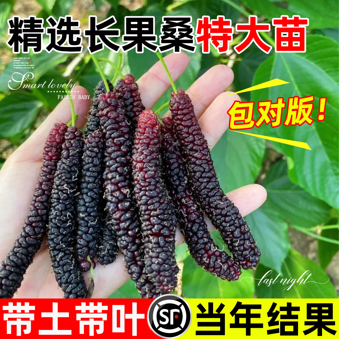 长果桑葚树苗特大无籽十黑桑大果树地栽庭院正宗台湾带果嫁接