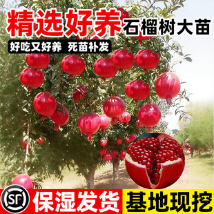 石榴树树苗突尼斯软籽庭院地栽老桩特大耐寒南北种植果树果苗