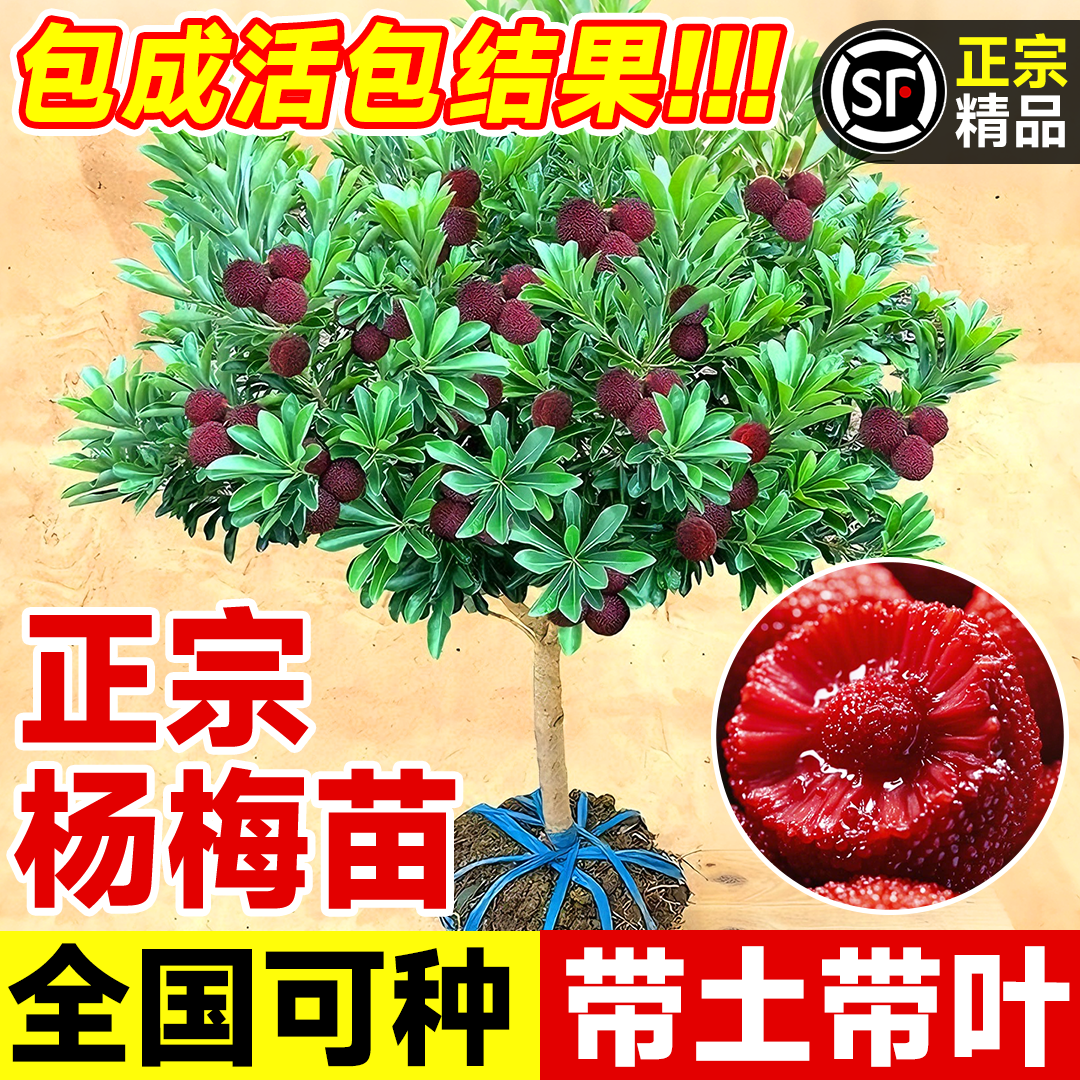 壹植当年结果东魁杨梅正宗