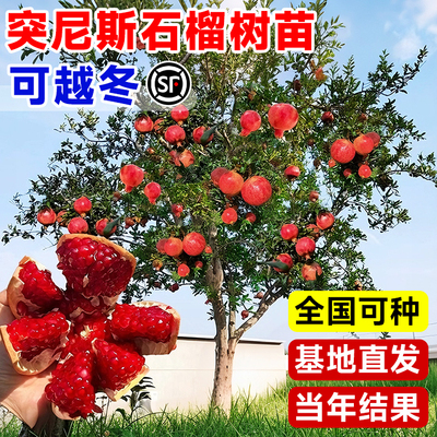 特大石榴树树苗庭院种植不活包补