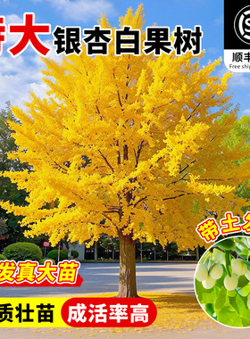 特大银杏树苗白果活苗庭院别墅绿化风景行道树南北方种植银杏大苗