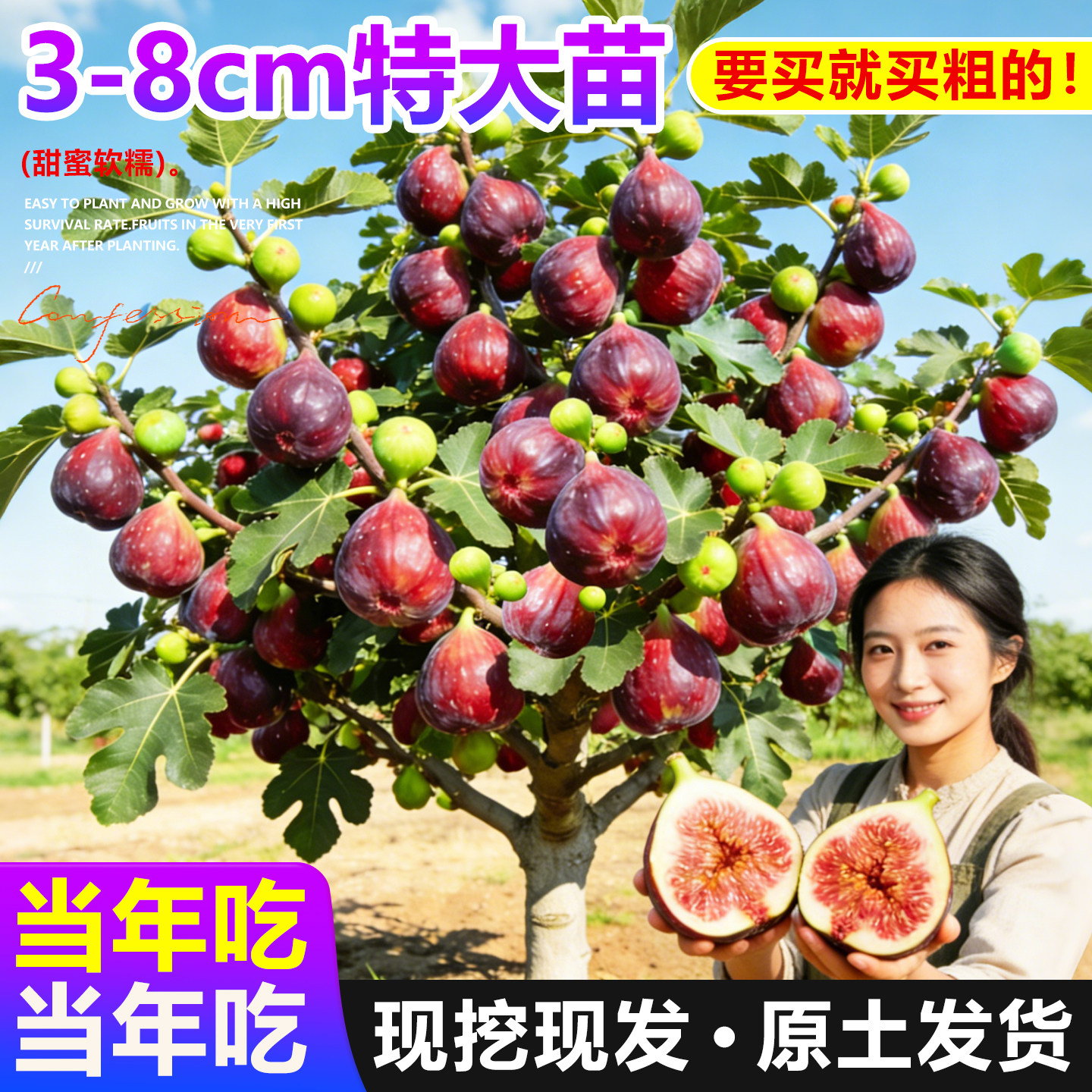 特大果无花果树果苗波姬红当年结图片