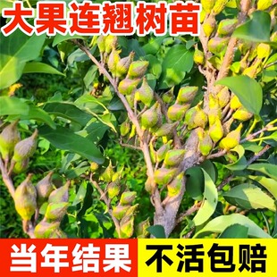 连翘树苗园林高产大果庭院盆地栽果树苗木青翘种苗酸枣南北方种植