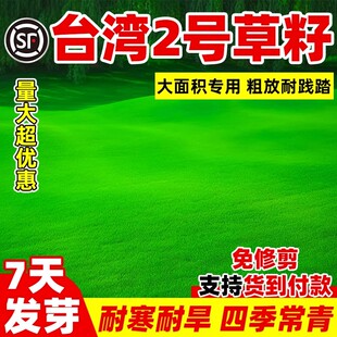 台湾2号草籽草坪种子结缕草矮生四季青种子台湾草草种台湾青草籽