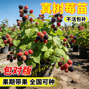 正宗树莓树果苗黑金刚特大果树果苗大全四季种植庭院阳台盆栽