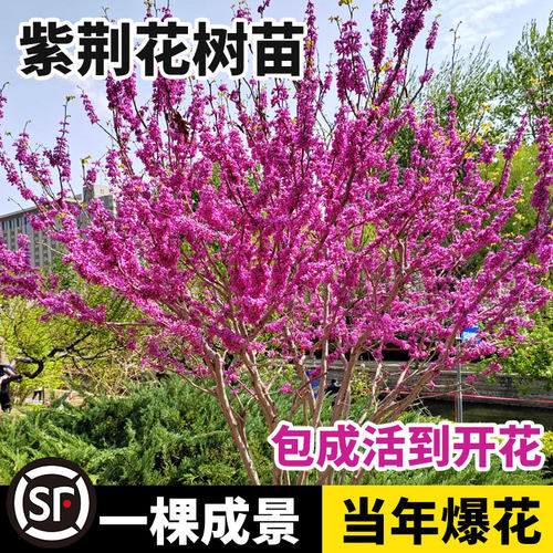 紫荆花树苗室外耐寒植物四季开花