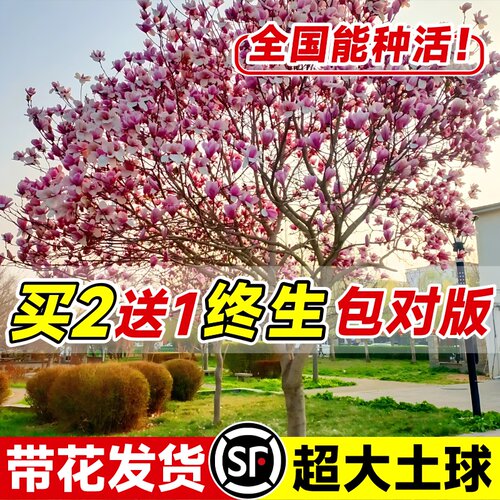 紫玉兰树苗庭院四季好养