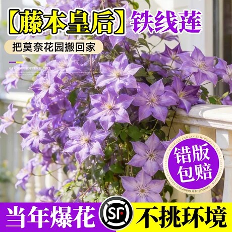 铁线莲爬藤植物庭院耐寒耐热绿植