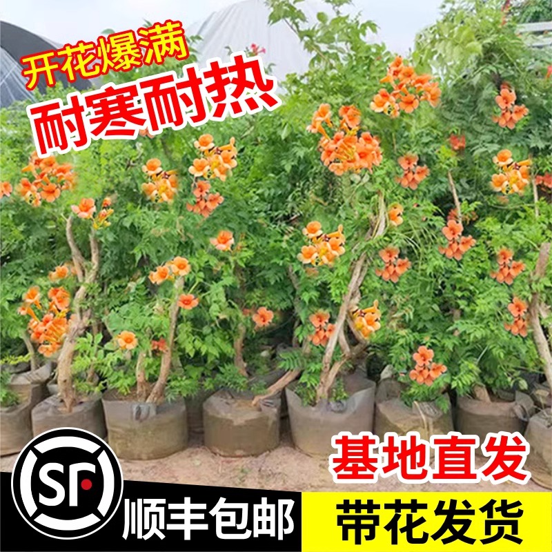 耐寒庭院凌霄花苗绿植紫藤