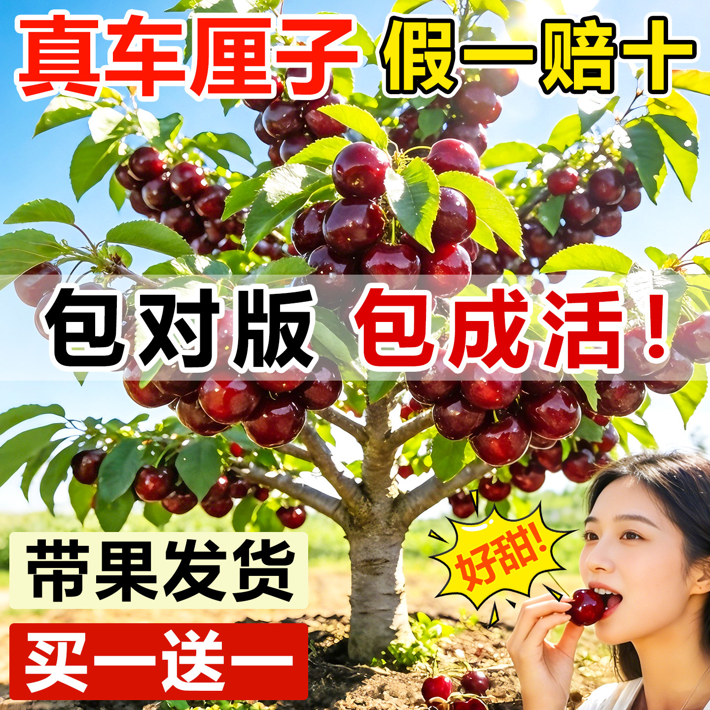 正宗车厘子树苗嫁接樱桃庭院特大果树果苗名贵矮化盆栽南北方种植