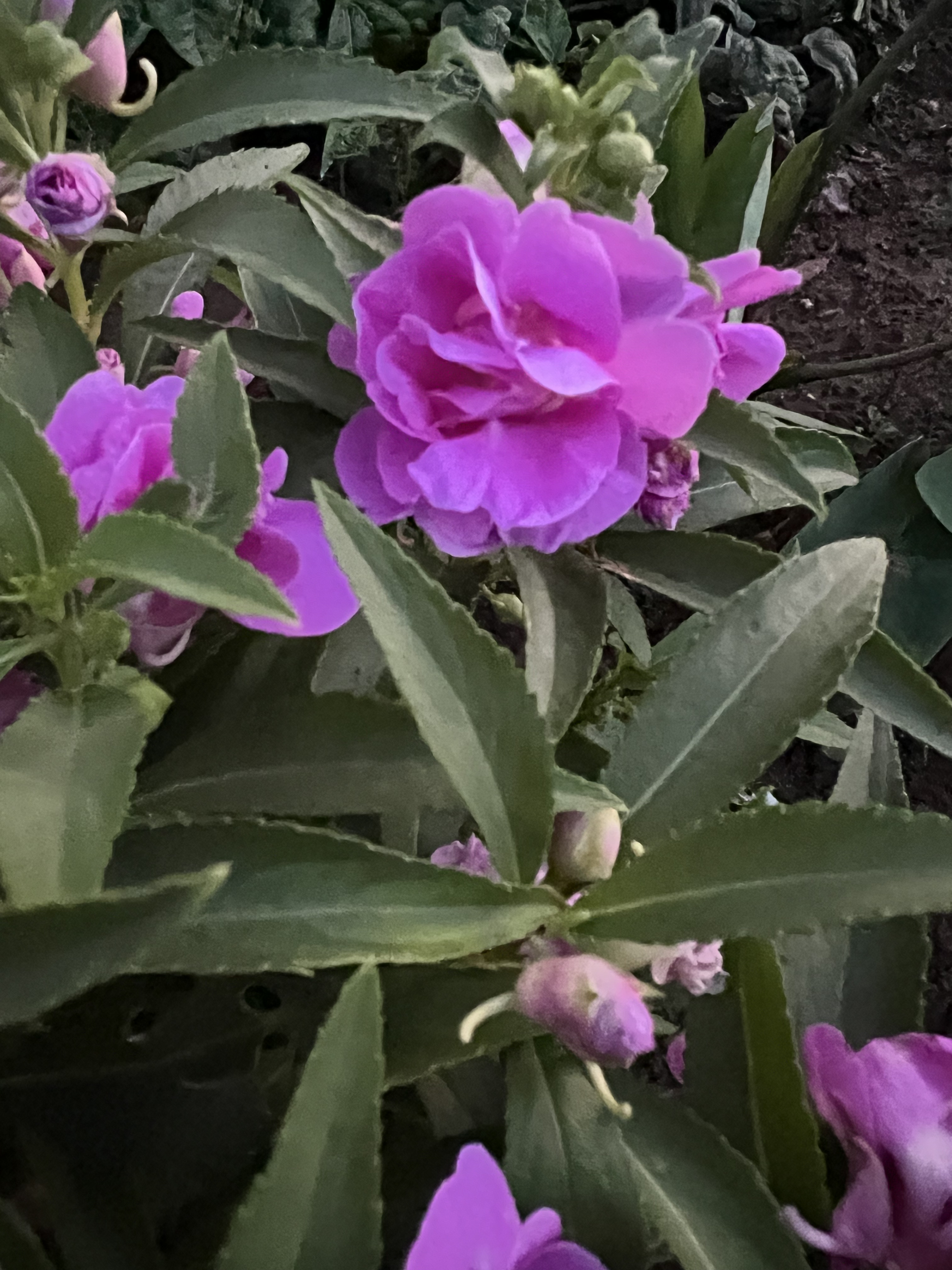 紫色重瓣凤仙花种子30粒包邮 指甲花种子 开花颜色如图