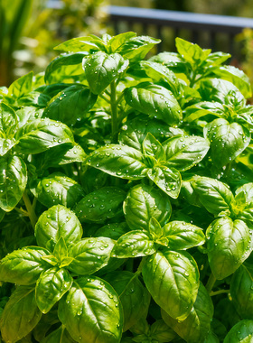 【随吃随摘】罗勒盆栽新鲜可食用九层塔金不换大叶植物驱蚊好养