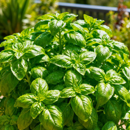 【随吃随摘】罗勒盆栽新鲜可食用九层塔金不换大叶植物驱蚊好养