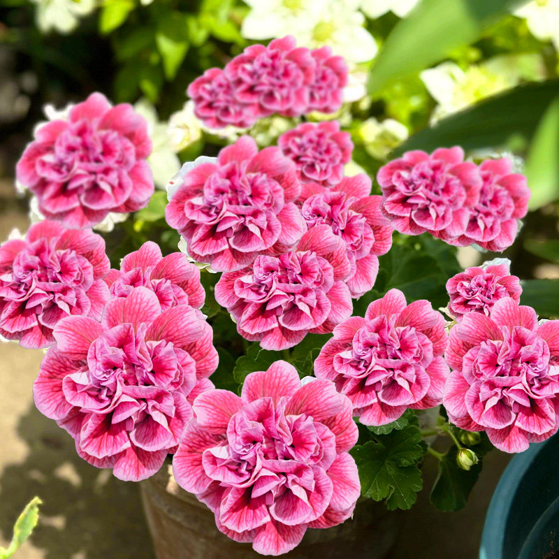 【带花带花苞】天竺葵盆栽花苗带花苞重瓣四季开花玫瑰小姐耐寒热
