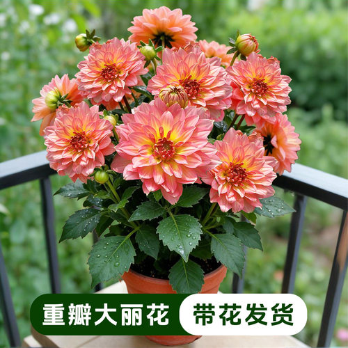 【重瓣】大丽花盆栽带花苞耐寒庭院阳台四季观花耐养植物好养易活