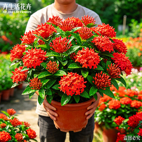 龙船花盆栽红绣球大苗户外庭院阳台懒人好养花卉丰花易爆观赏绿植