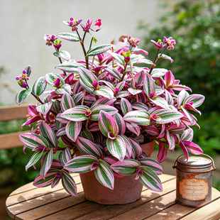 油画婚礼吊兰盆栽大苗吊兰多肉植物花卉室内客厅好养活彩色多肉