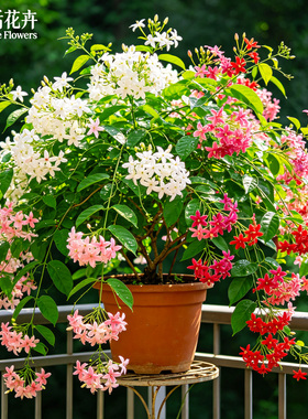 【香飘满院】使君子留求子爬藤花卉四季开花阳台庭院攀援绿植花苗