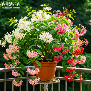 【香飘满院】使君子留求子爬藤花卉四季开花阳台庭院攀援绿植花苗